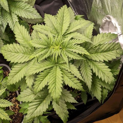 Sundae Driver 🍨🏁 (Royal Queen Seeds) growlog timeline photo