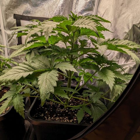 Sundae Driver 🍨🏁 (Royal Queen Seeds) growlog timeline photo