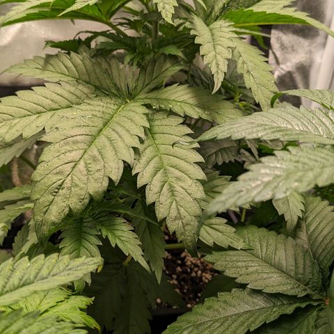 Sundae Driver 🍨🏁 (Royal Queen Seeds) growlog timeline photo