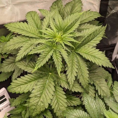 Sundae Driver 🍨🏁 (Royal Queen Seeds) growlog timeline photo