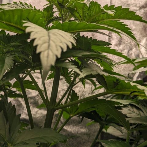 Sundae Driver 🍨🏁 (Royal Queen Seeds) growlog timeline photo