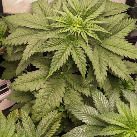 Sundae Driver 🍨🏁 (Royal Queen Seeds) growlog timeline photo