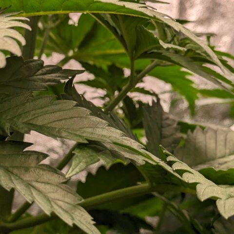 Sundae Driver 🍨🏁 (Royal Queen Seeds) growlog timeline photo