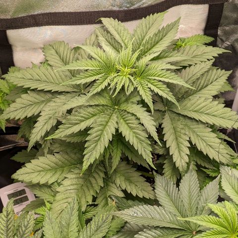 Sundae Driver 🍨🏁 (Royal Queen Seeds) growlog timeline photo