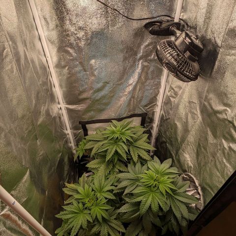 Sundae Driver 🍨🏁 (Royal Queen Seeds) growlog timeline photo