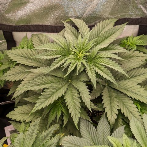 Sundae Driver 🍨🏁 (Royal Queen Seeds) growlog timeline photo
