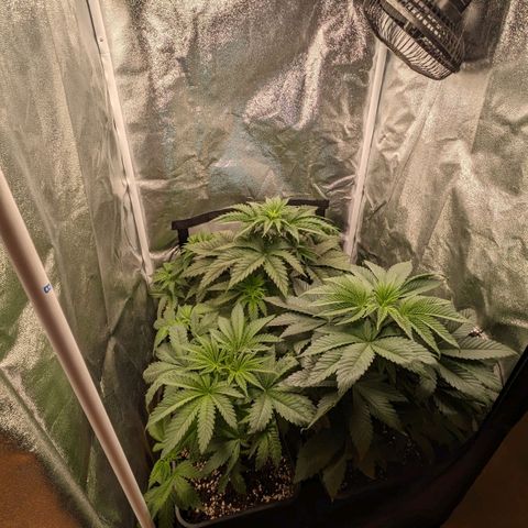 Sundae Driver 🍨🏁 (Royal Queen Seeds) growlog timeline photo