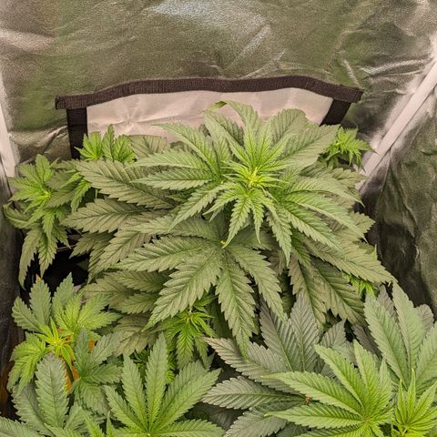 Sundae Driver 🍨🏁 (Royal Queen Seeds) growlog timeline photo