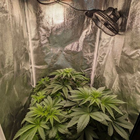 Sundae Driver 🍨🏁 (Royal Queen Seeds) growlog timeline photo