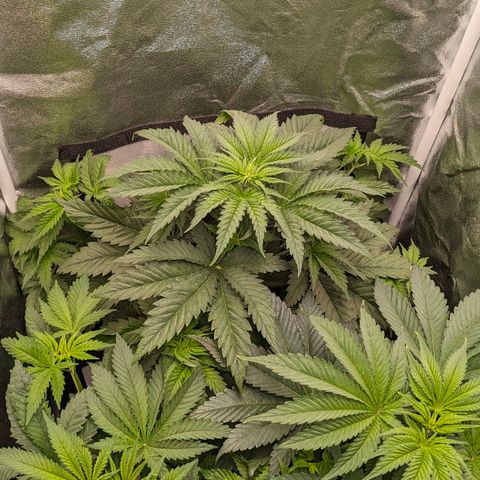 Sundae Driver 🍨🏁 (Royal Queen Seeds) growlog timeline photo