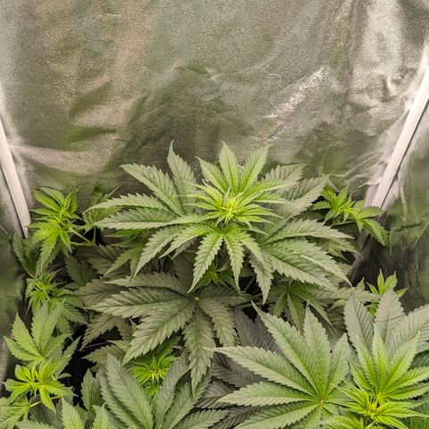 Sundae Driver 🍨🏁 (Royal Queen Seeds) growlog timeline photo