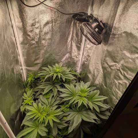 Sundae Driver 🍨🏁 (Royal Queen Seeds) growlog timeline photo