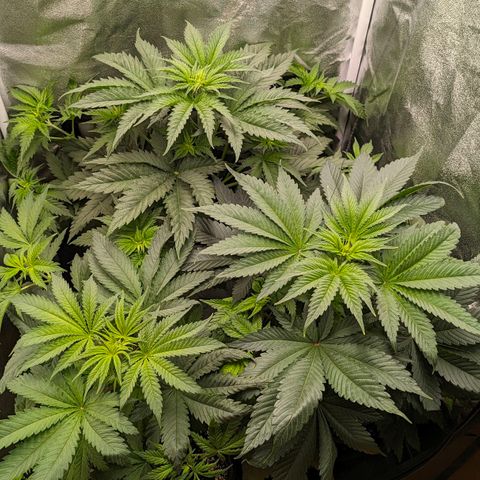 Sundae Driver 🍨🏁 (Royal Queen Seeds) growlog timeline photo