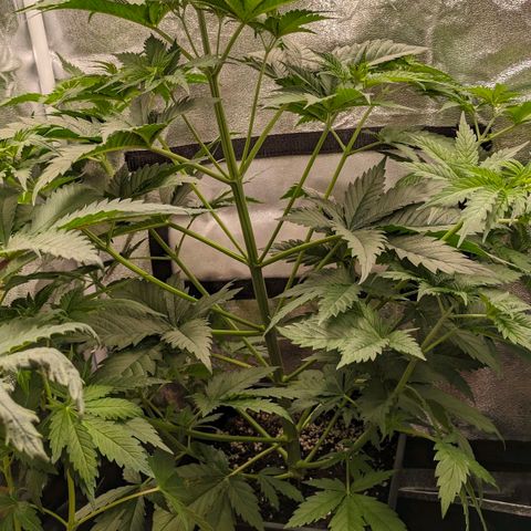 Sundae Driver 🍨🏁 (Royal Queen Seeds) growlog timeline photo