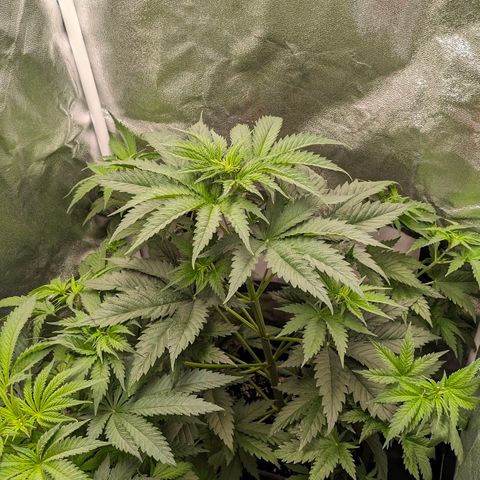 Sundae Driver 🍨🏁 (Royal Queen Seeds) growlog timeline photo