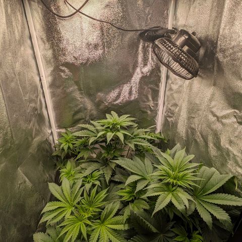 Sundae Driver 🍨🏁 (Royal Queen Seeds) growlog timeline photo
