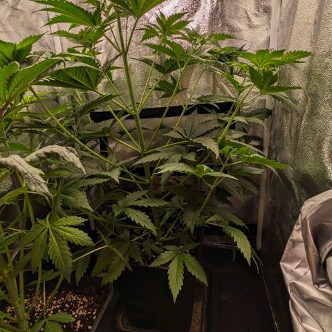 Sundae Driver 🍨🏁 (Royal Queen Seeds) growlog timeline photo