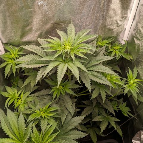 Sundae Driver 🍨🏁 (Royal Queen Seeds) growlog timeline photo