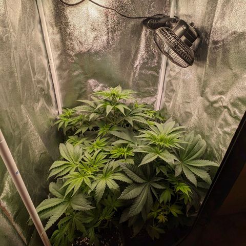 Sundae Driver 🍨🏁 (Royal Queen Seeds) growlog timeline photo