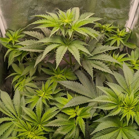 Sundae Driver 🍨🏁 (Royal Queen Seeds) growlog timeline photo