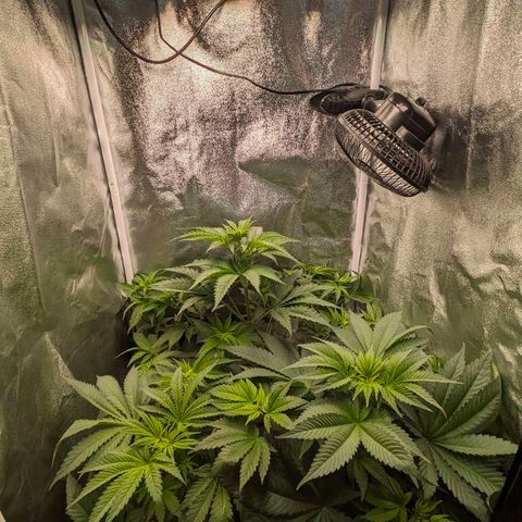 Sundae Driver 🍨🏁 (Royal Queen Seeds) growlog timeline photo
