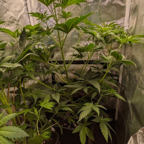 Sundae Driver 🍨🏁 (Royal Queen Seeds) growlog timeline photo