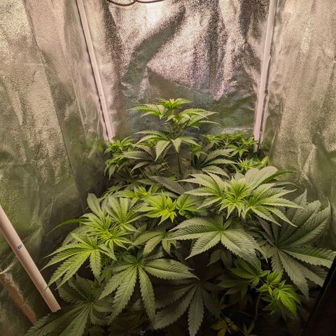Sundae Driver 🍨🏁 (Royal Queen Seeds) growlog timeline photo