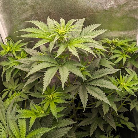 Sundae Driver 🍨🏁 (Royal Queen Seeds) growlog timeline photo