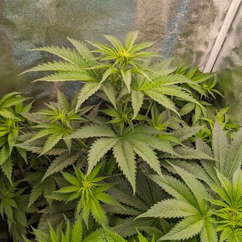 Sundae Driver 🍨🏁 (Royal Queen Seeds) growlog timeline photo