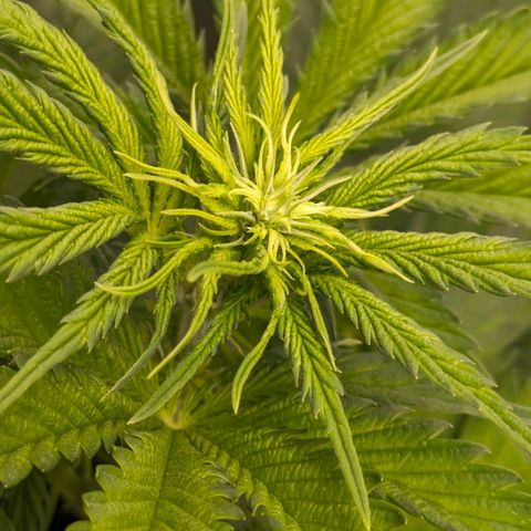 Sundae Driver 🍨🏁 (Royal Queen Seeds) growlog timeline photo