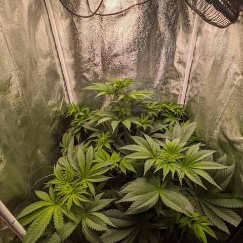 Sundae Driver 🍨🏁 (Royal Queen Seeds) growlog timeline photo