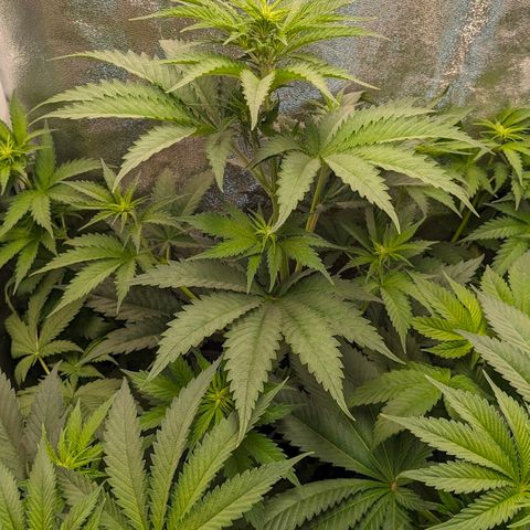 Sundae Driver 🍨🏁 (Royal Queen Seeds) growlog timeline photo