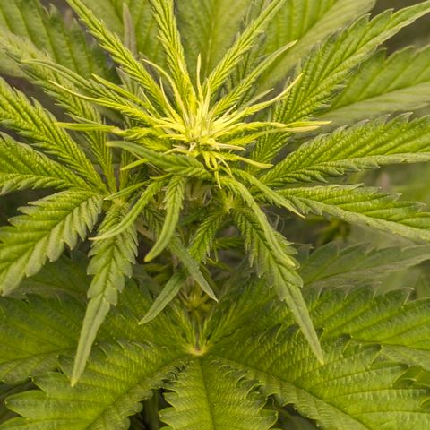 Sundae Driver 🍨🏁 (Royal Queen Seeds) growlog timeline photo