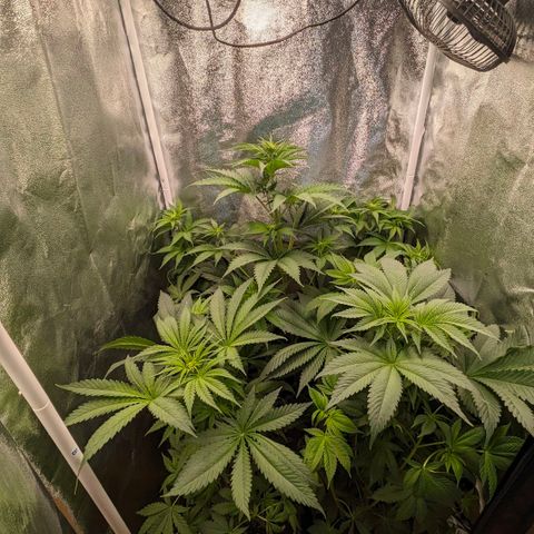 Sundae Driver 🍨🏁 (Royal Queen Seeds) growlog timeline photo