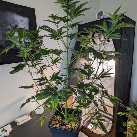 Sundae Driver 🍨🏁 (Royal Queen Seeds) growlog timeline photo