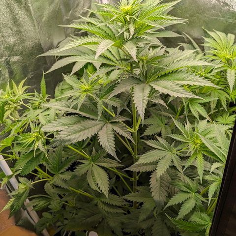 Sundae Driver 🍨🏁 (Royal Queen Seeds) growlog timeline photo