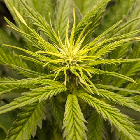Sundae Driver 🍨🏁 (Royal Queen Seeds) growlog timeline photo
