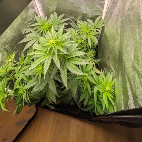Sundae Driver 🍨🏁 (Royal Queen Seeds) growlog timeline photo