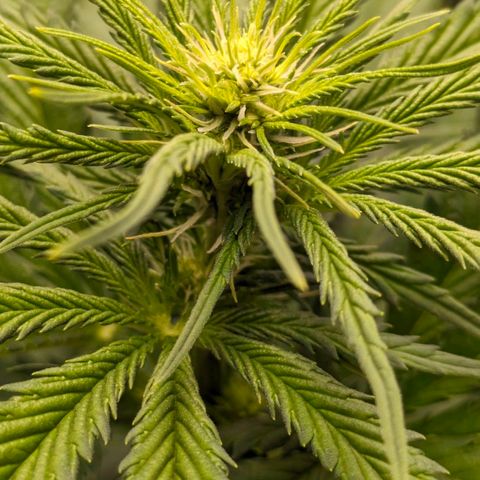 Sundae Driver 🍨🏁 (Royal Queen Seeds) growlog timeline photo