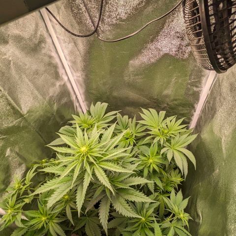 Sundae Driver 🍨🏁 (Royal Queen Seeds) growlog timeline photo