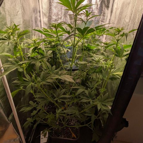 Sundae Driver 🍨🏁 (Royal Queen Seeds) growlog timeline photo