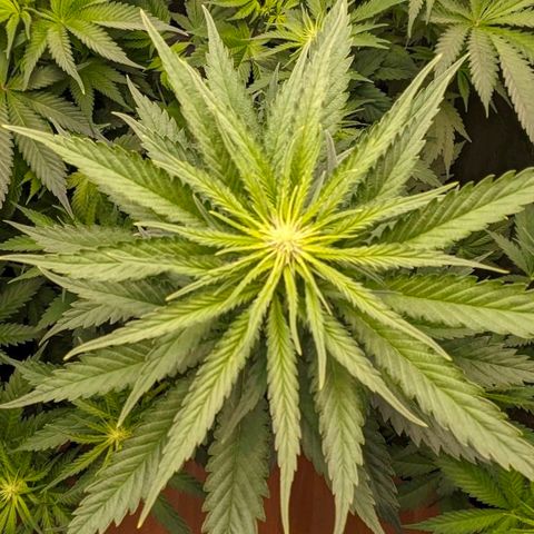 Sundae Driver 🍨🏁 (Royal Queen Seeds) growlog timeline photo