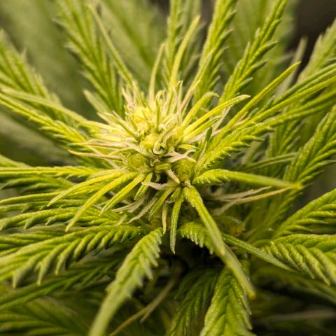 Sundae Driver 🍨🏁 (Royal Queen Seeds) growlog timeline photo