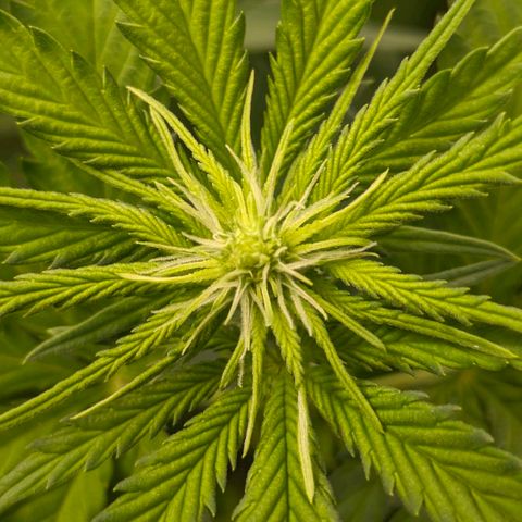 Sundae Driver 🍨🏁 (Royal Queen Seeds) growlog timeline photo