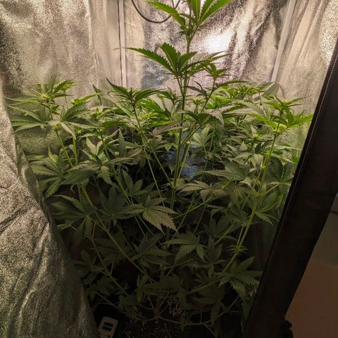 Sundae Driver 🍨🏁 (Royal Queen Seeds) growlog timeline photo