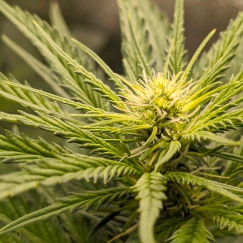 Sundae Driver 🍨🏁 (Royal Queen Seeds) growlog timeline photo