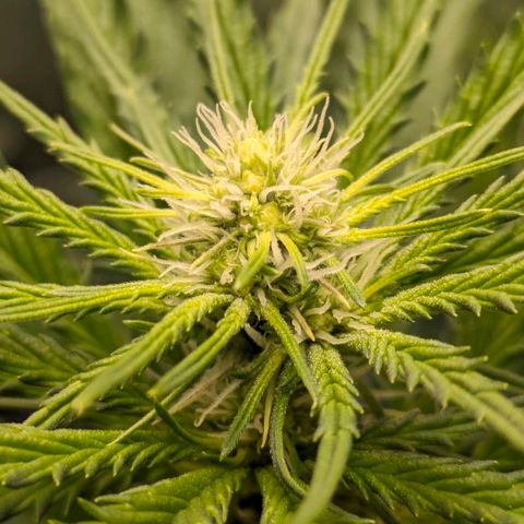 Sundae Driver 🍨🏁 (Royal Queen Seeds) growlog timeline photo