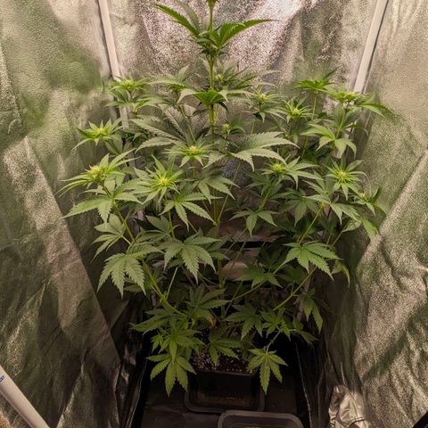 Sundae Driver 🍨🏁 (Royal Queen Seeds) growlog timeline photo