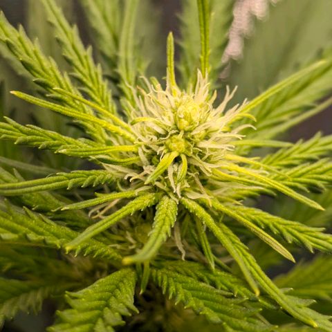 Sundae Driver 🍨🏁 (Royal Queen Seeds) growlog timeline photo