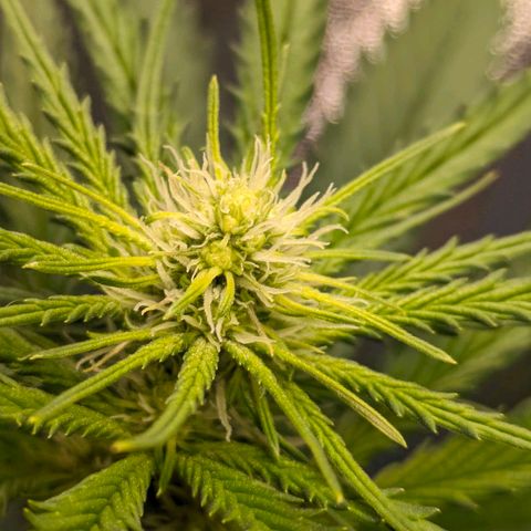 Sundae Driver 🍨🏁 (Royal Queen Seeds) growlog timeline photo